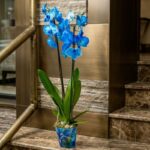 blue large orchid flower