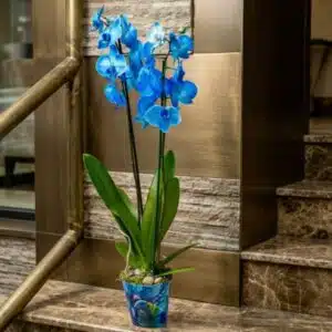 blue large orchid flower