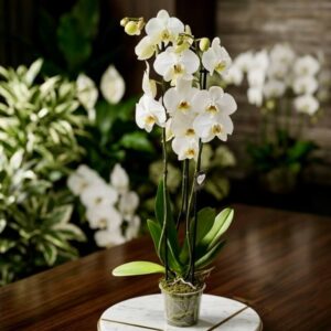 white large orchid flower