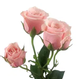 Baby Rose - Pink