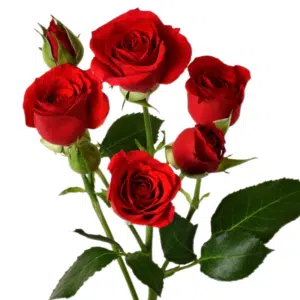 Baby Rose - Red