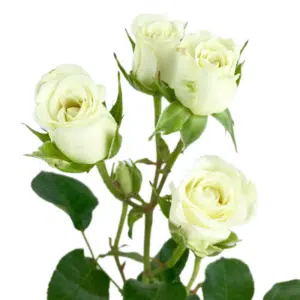 Baby Rose - White