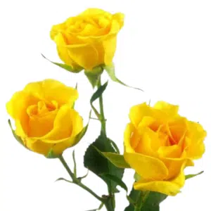 Baby Rose - Yellow