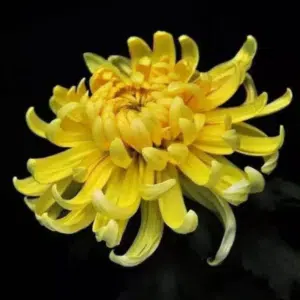 Crisantemo - Yellow