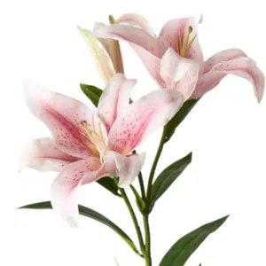 Lily - Pink