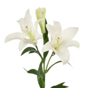 Lily - White