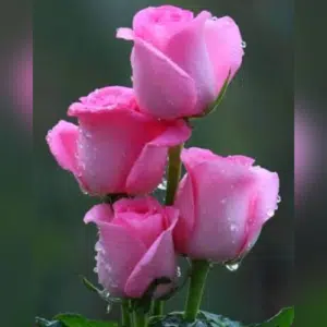 Rose - Pink