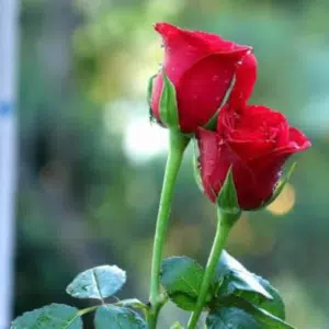 Rose - Red