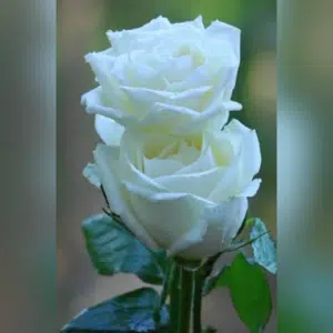 Rose - White