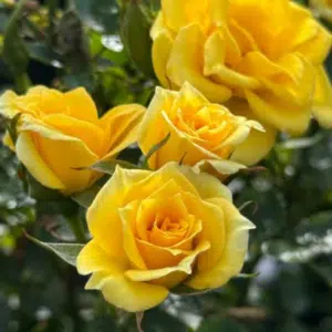 Rose - Yellow